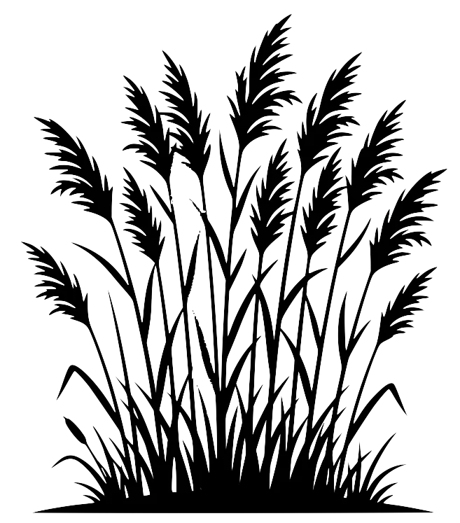 蘆葦的剪影